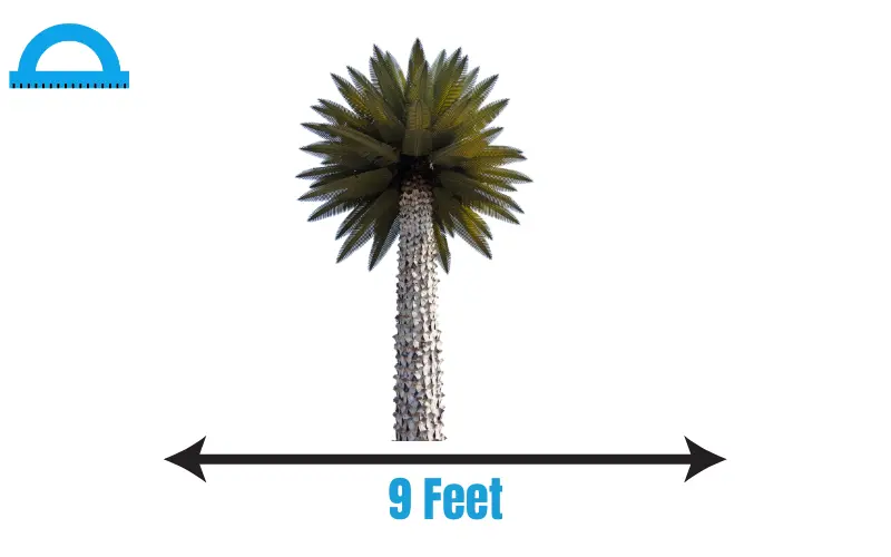 How Long Is 9 Feet