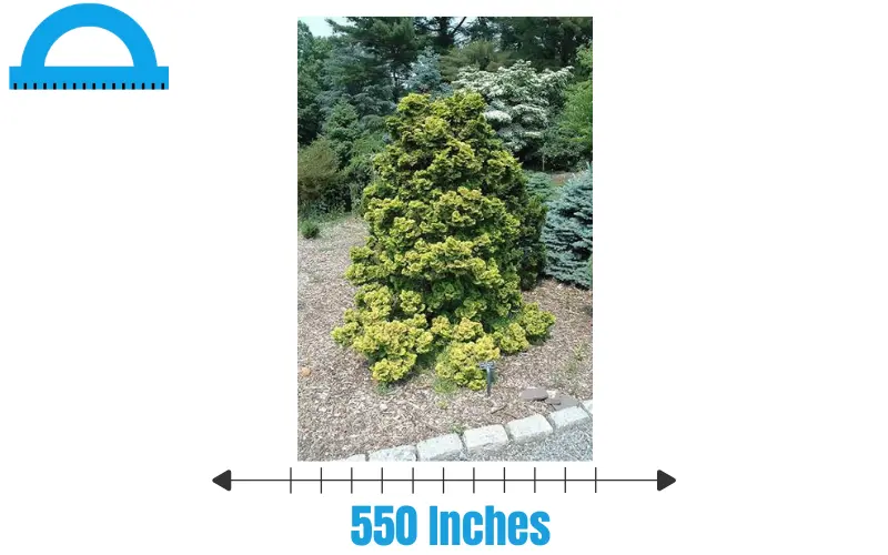 How Long Is 550 Inches